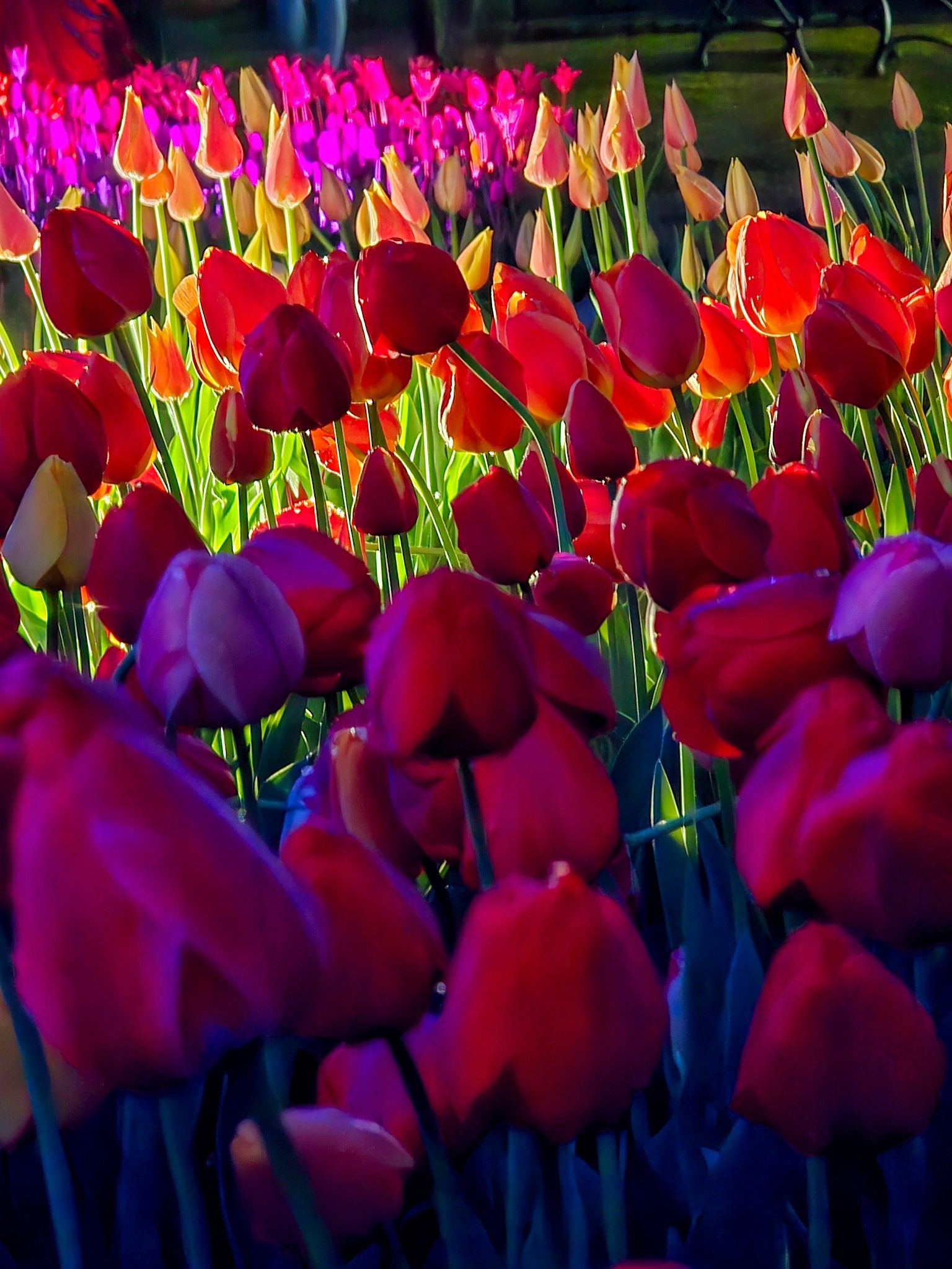 tulip.jpg